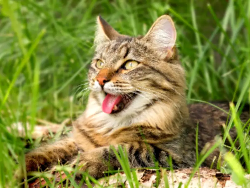Vets Issue 40C Heatwave Warning: 7 Tips to Keep Pets Safe
