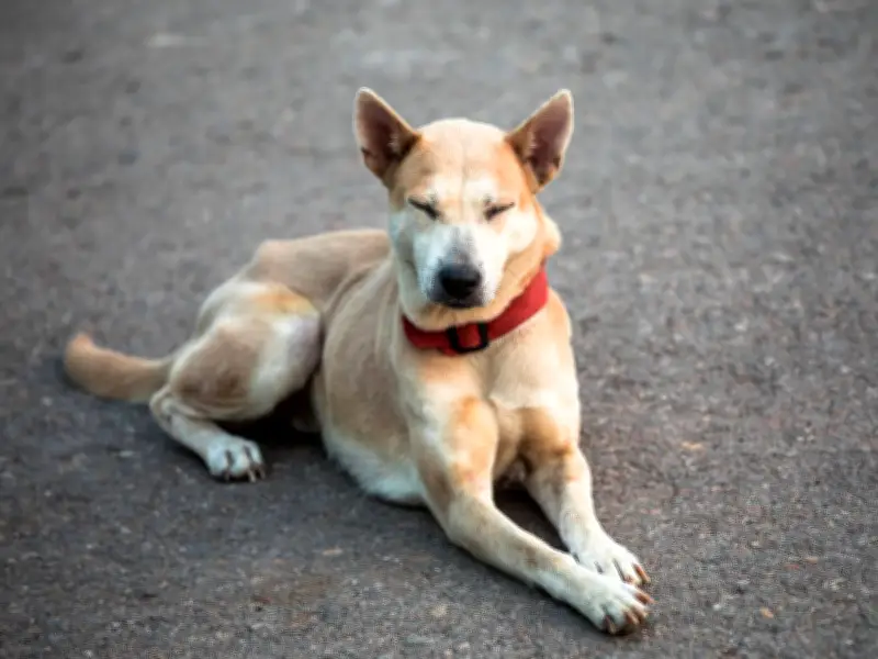 Vet's Life-Saving Tips to Keep Pets Cool in 38C UK Heatwave