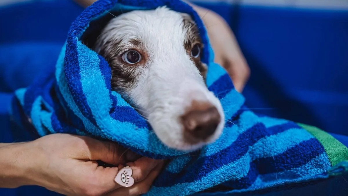 Vets Warn Dog Owners: Bathe Your Pet Less Than Once a Month