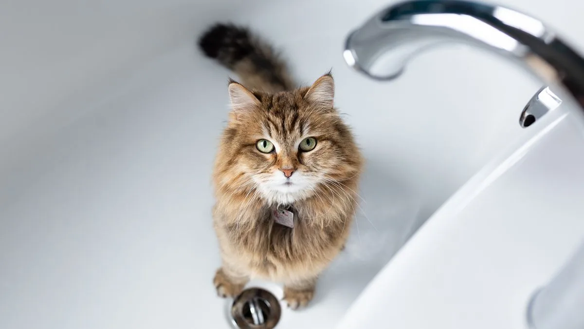Vet Issues Stark Warning: Never Bathe Your Cat