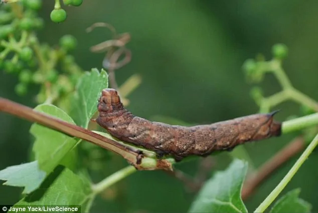 Caterpillar Sounds Like a Tea Kettle, Scientists Discover