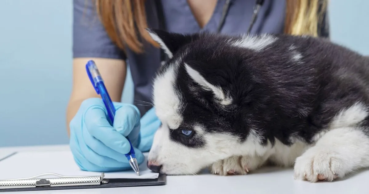 Vet Warns Owners of Five Dog Breeds at Risk in Summer Heat