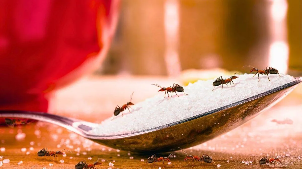 Vinegar Spray Keeps Ants And Flies Away This Spring