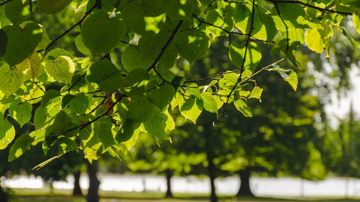 Viral Photo Reveals London's Secret Wild Parakeets