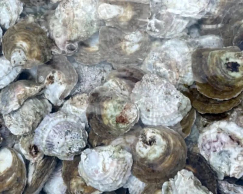 Volunteers Give Native Oysters a Spa Day for Solent Restoration