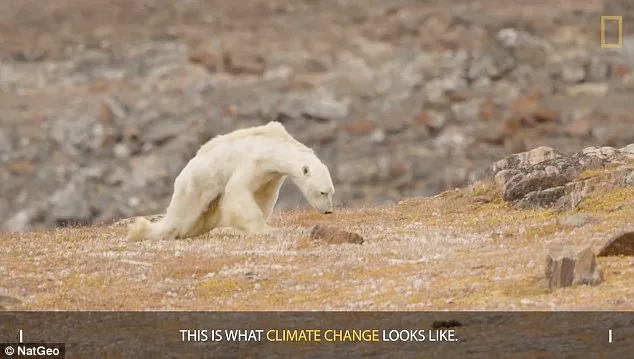 National Geographic Admits Error Over Starving Polar Bear Video