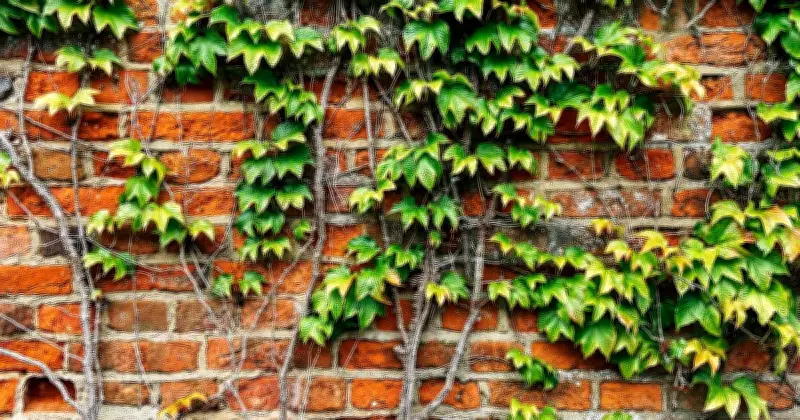 Warning Issued to Gardeners: English Ivy Poses Risk to Pets