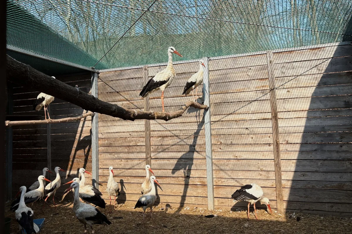 Warsaw Zoo Opens 24/7 Emergency Room for Injured Wild Birds