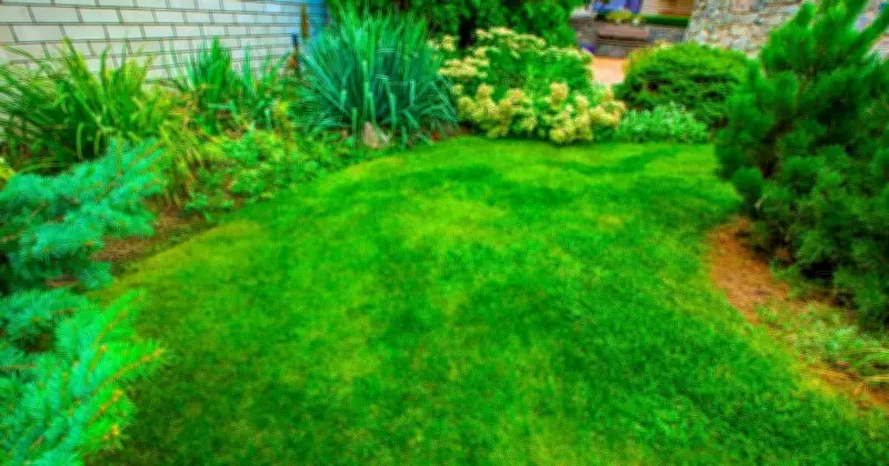 Water Your Lawn Before 9am in June for a Green, Mould-Free Garden