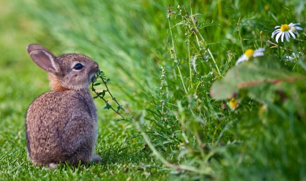 Fury as Solar Farm Threatens Beauty Spot Which Inspired Watership Down