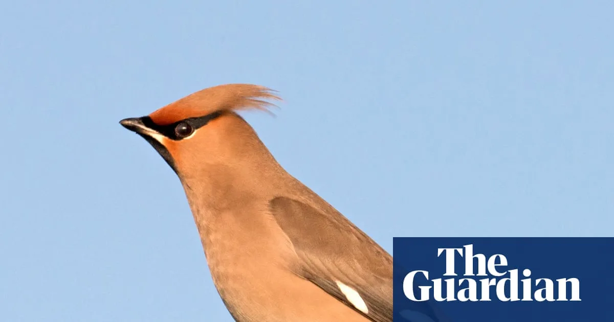 Waxwings Set To Cross North Sea To UK