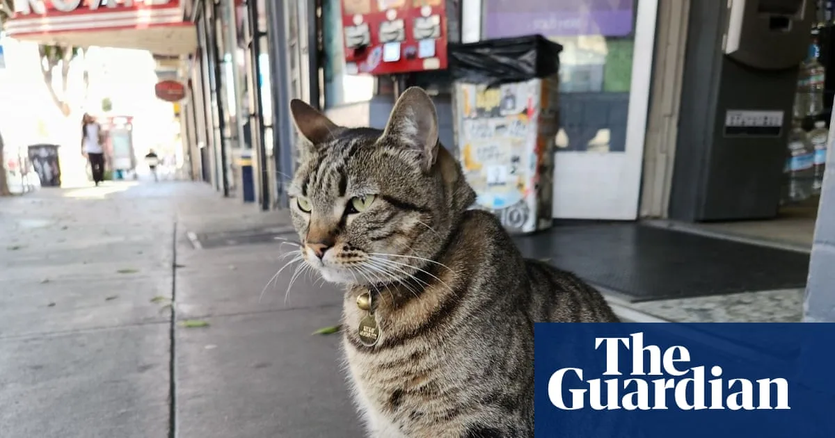San Francisco Cat's Death Sparks Outcry Against Waymo Robotaxis