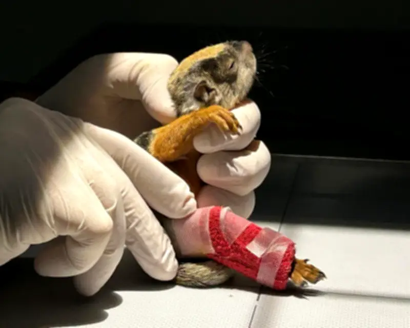 Week in Wildlife: Squirrel Splint, Great White Shark, and More