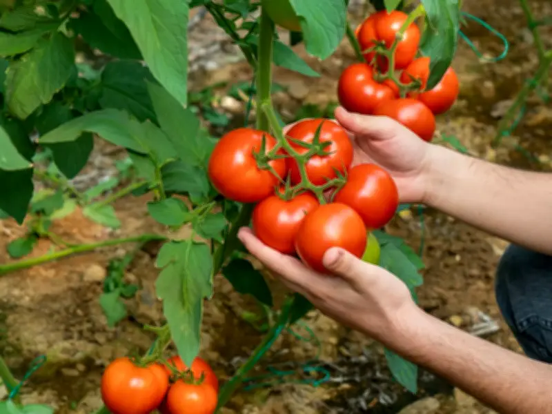 Weekly Tomato Feeding Trick for Juicier, Bigger Fruits in Summer