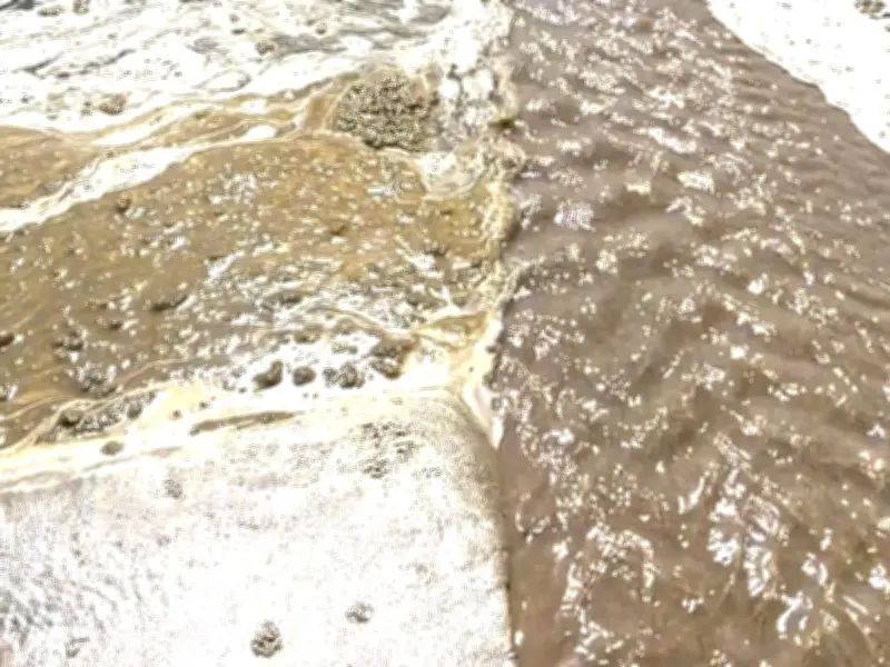 Welsh Beach Visitor Mistook Algal Bloom for Sewage, NRW Says