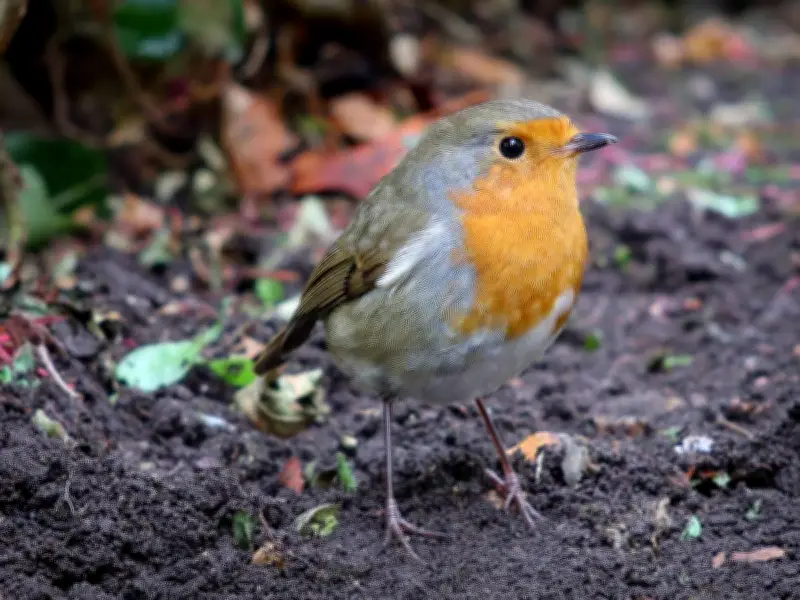 Welsh Households Urged to Set Up Bird Baths by Friday to Help Birds Beat Heatwave