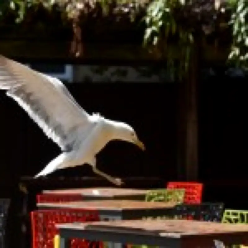 Wetherspoons Ends Seagull Food Theft Refunds at Norwich Pub