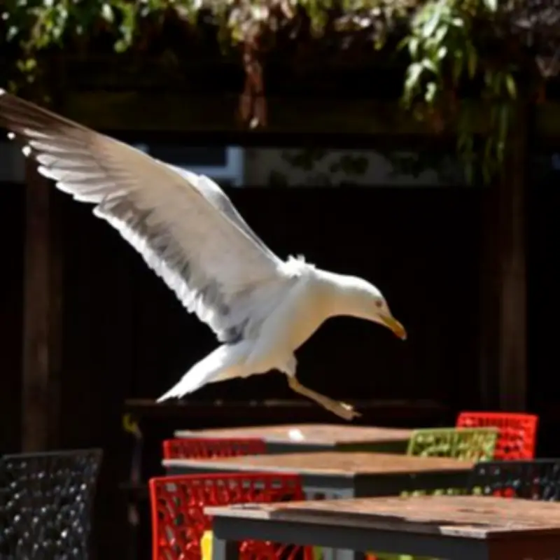 Wetherspoons Refuses Refunds for Meals Stolen by Seagulls