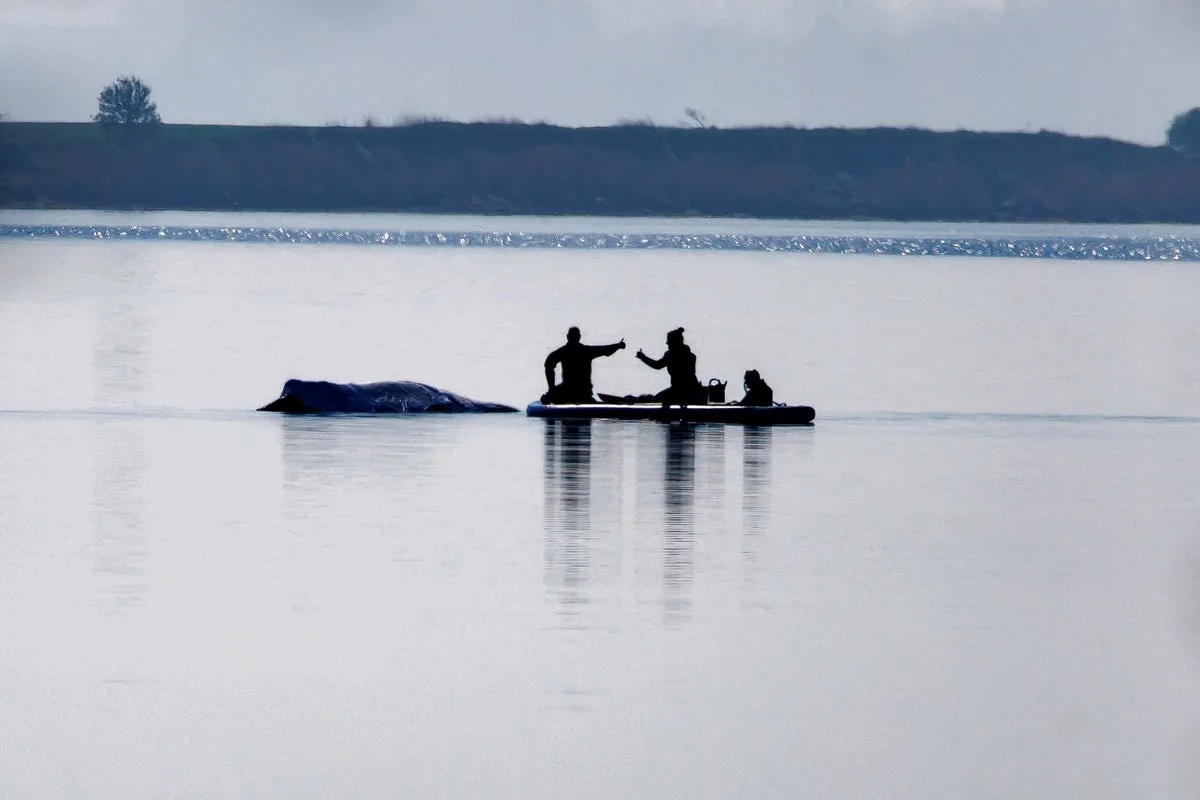 Whale Expert: Timmy Should Have Been Euthanised