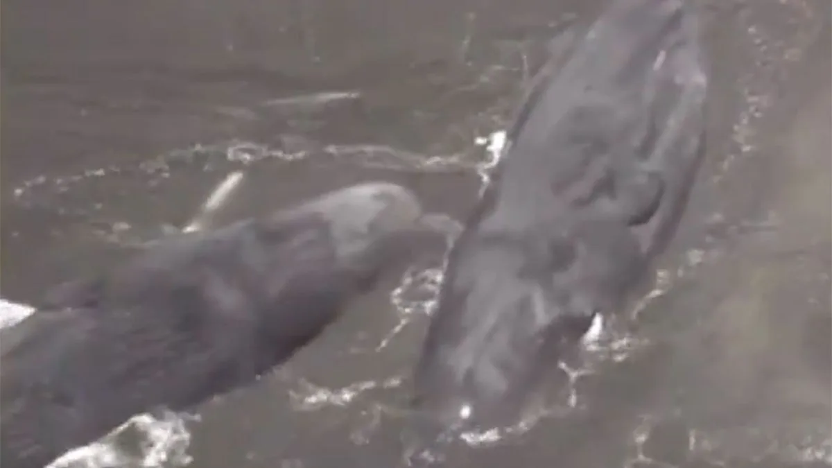 Four Whales Wash Ashore in Japan After 8.7-Magnitude Earthquake Triggers Tsunami