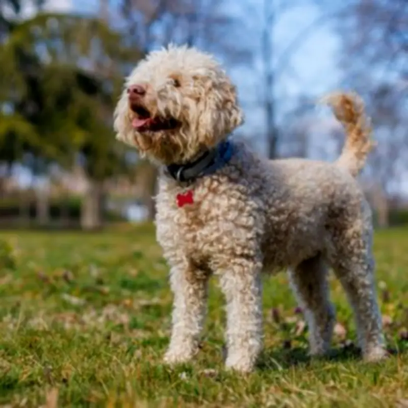 What a Dog's Tail Wagging Really Means: Not Always a Sign of Happiness