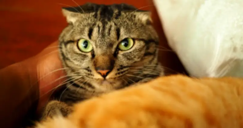 What Cats Really Think When You Leave the House and If They Miss You