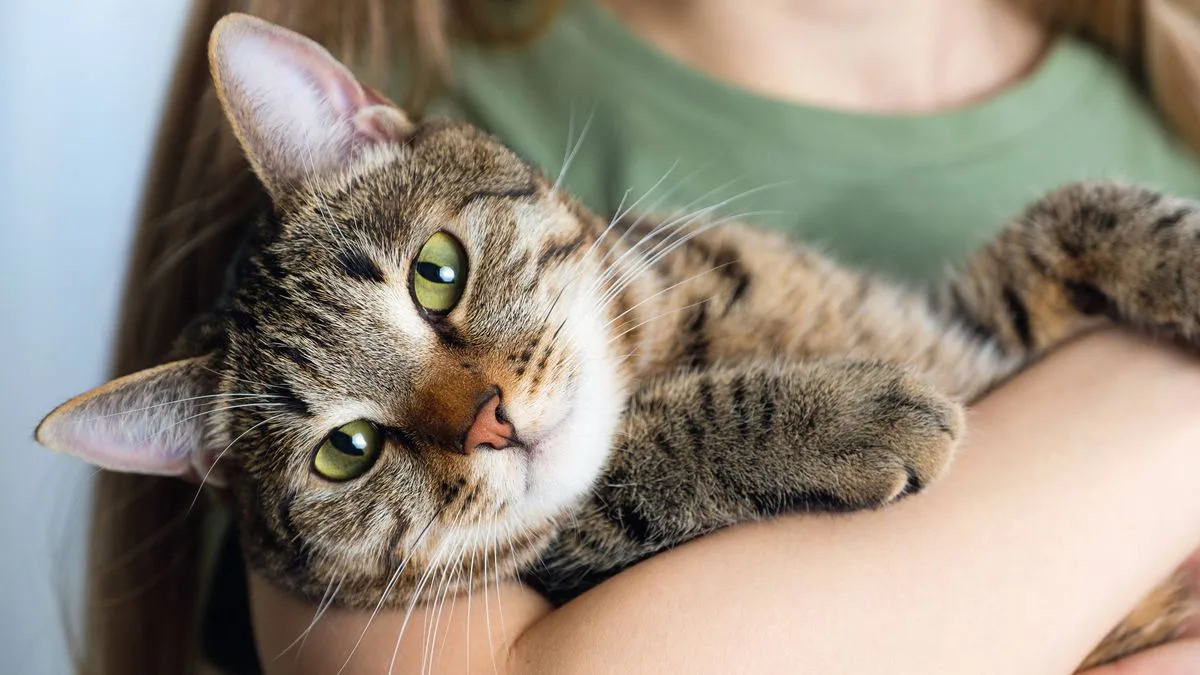 Pet Expert Reveals What Cats Really Think When We Hug and Kiss Them