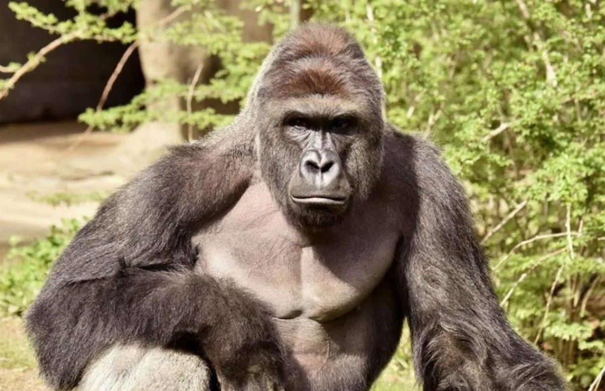 White House Pays Tribute to Harambe the Gorilla on 10th Anniversary of His Death