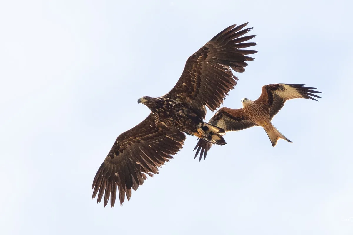 White-Tailed Eagles to Return to Exmoor After 200 Years