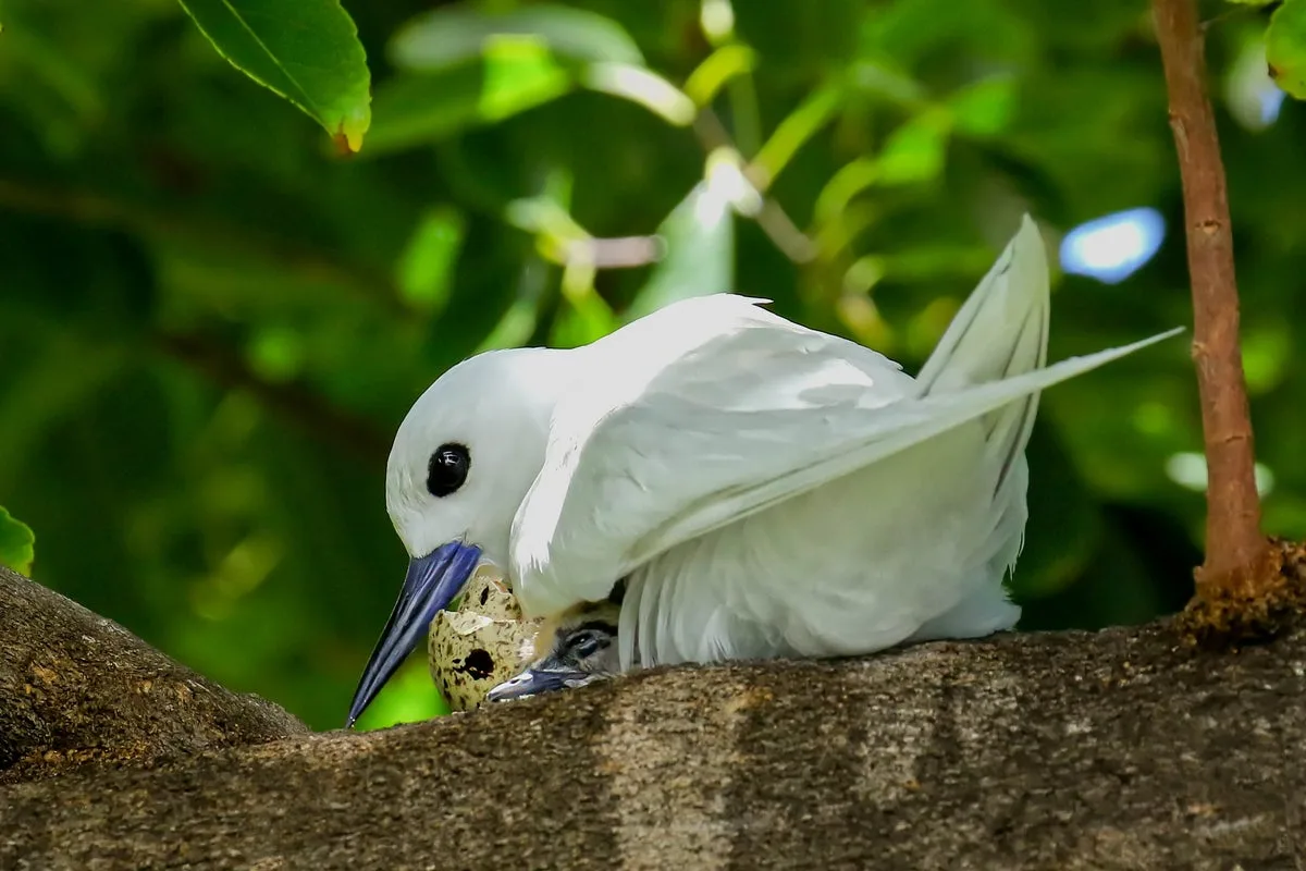 White Terns Flourish in Honolulu's Urban Jungle