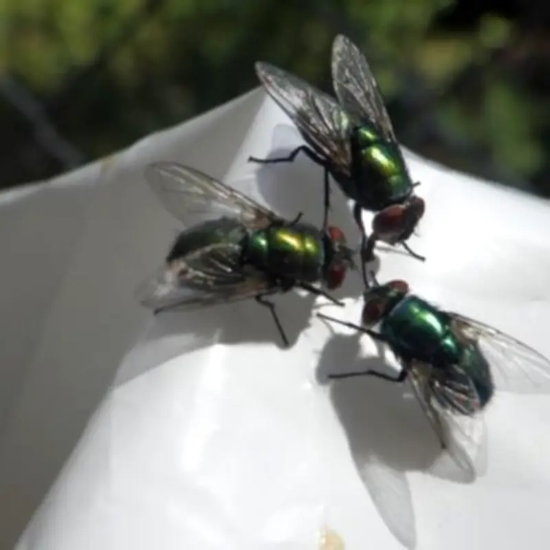 White Vinegar Trick Keeps Flies Away from Wheelie Bins Naturally