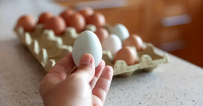 White vs Brown Eggs: Expert Reveals the Only Real Difference