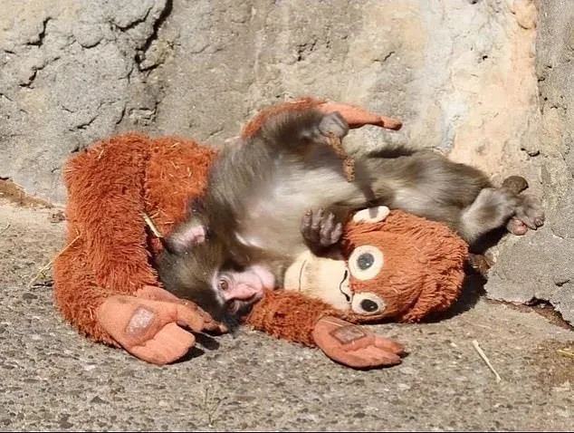 Abandoned Baby Monkey Finds Comfort in Stuffed Toy at Japanese Zoo
