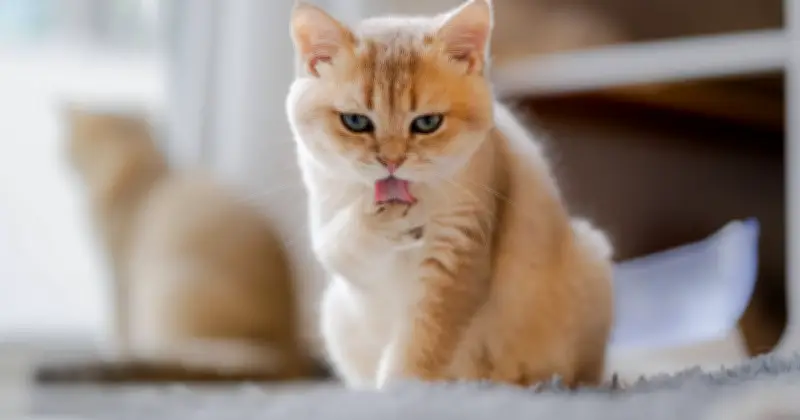 Why Cats Lick Themselves After You Pet Them: Expert Explains