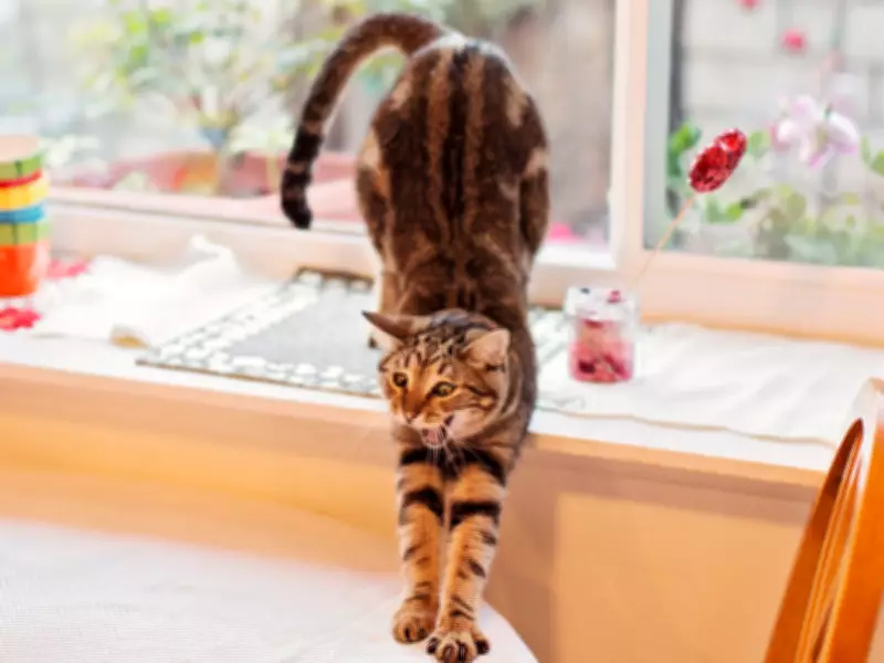 Why Cats Raise Their Bottoms When You Pet Them: A Sign of Affection