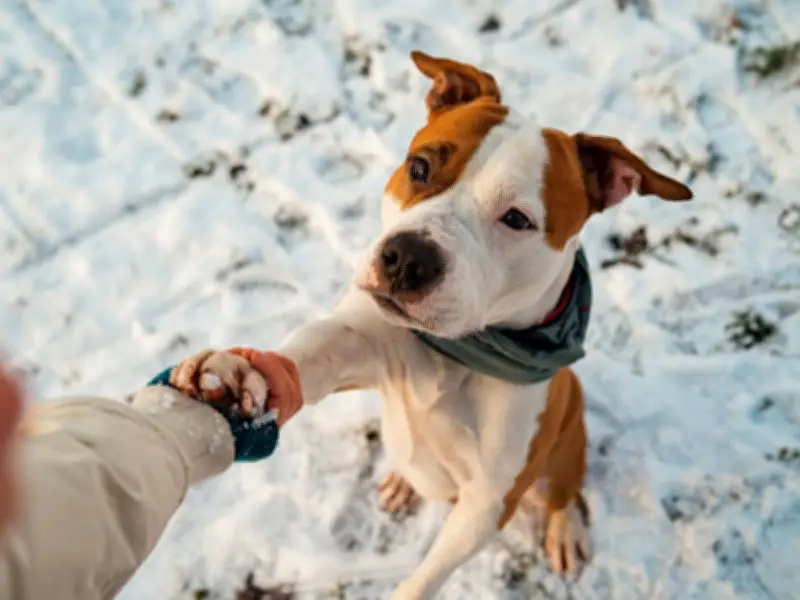 Why Dogs Place Their Paws on You While Being Petted: It's a Sign of Affection