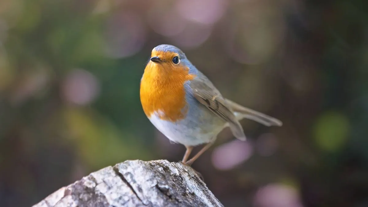 Place Robin Food on Ground to Attract Them, Says Wildlife Trust