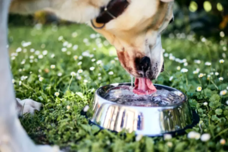 Why You Should Never Let Your Dog Drink from Shared Water Bowls