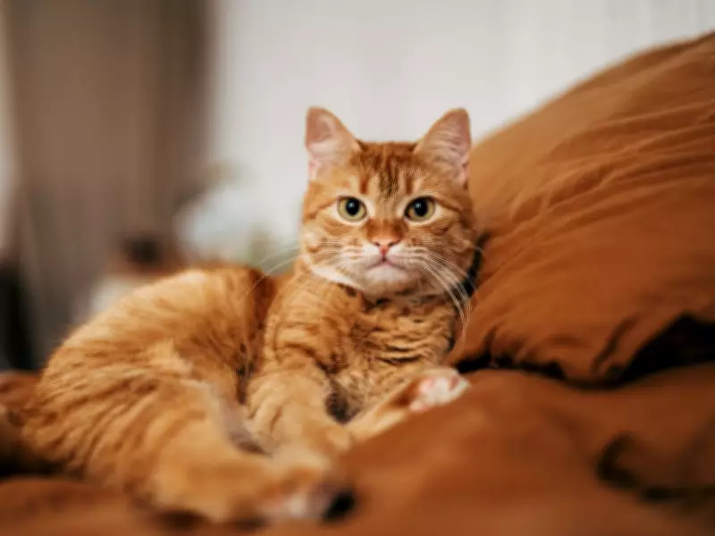 Why Your Cat Sleeps at Your Feet: Trust and Protection