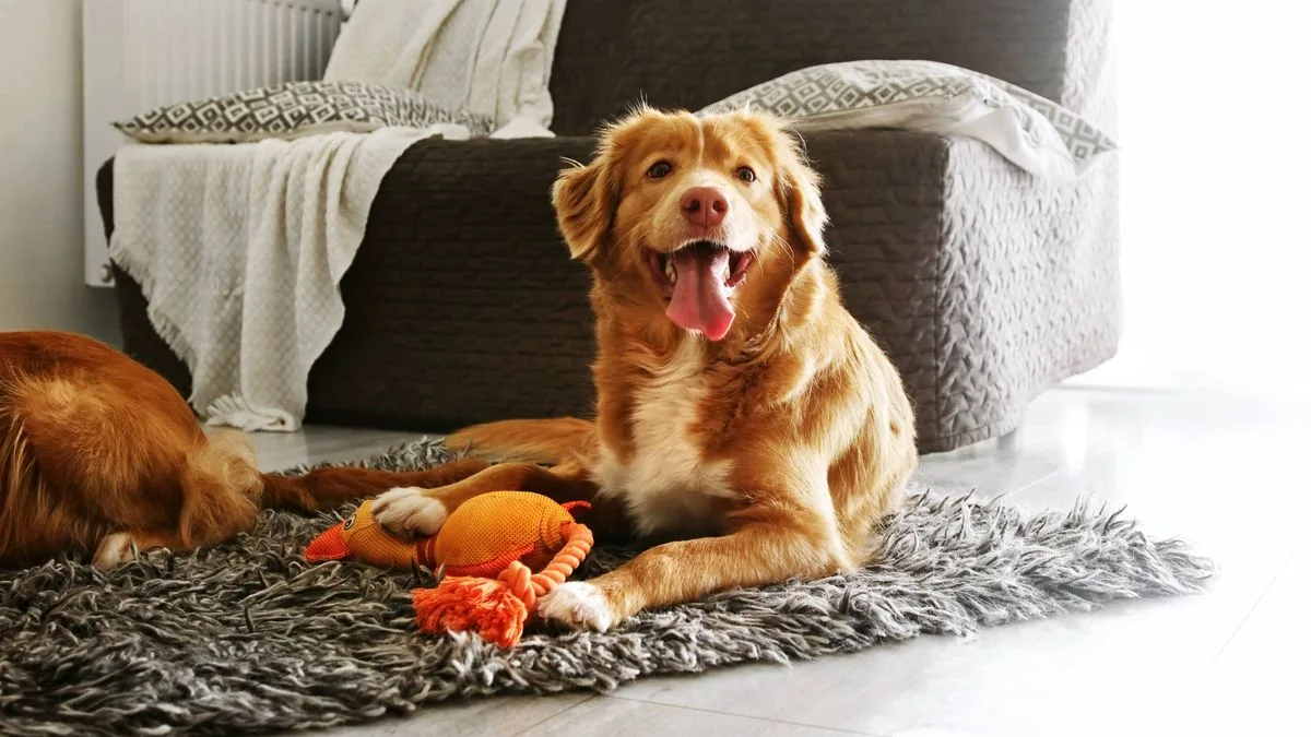 Dog Expert Explains Why Your Pet Brings You a Toy When You Come Home