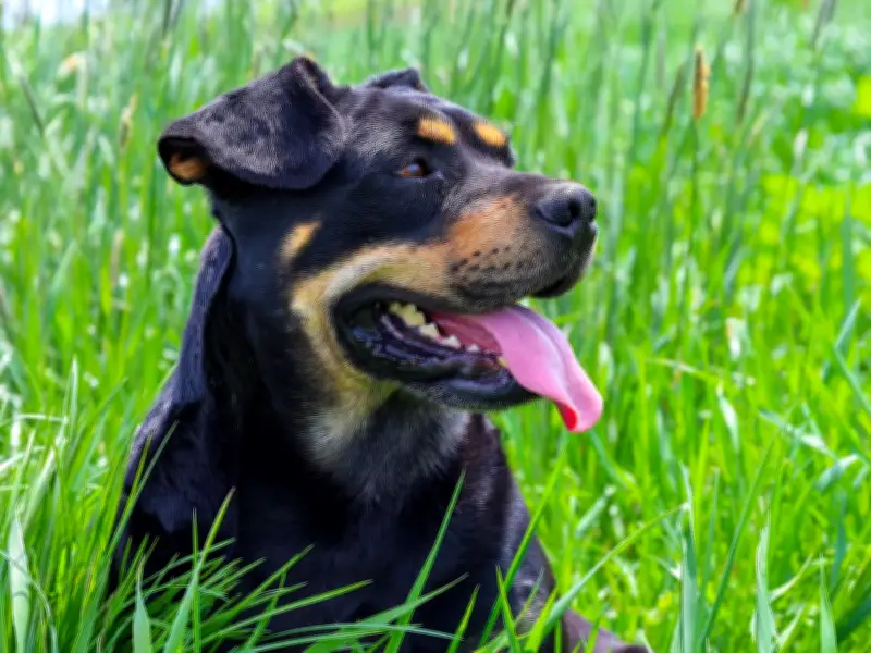 Why Your Dog Is Panting More: Heat or Anxiety? Vet Explains