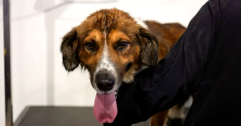Why Your Dog's Panting Could Signal Anxiety, Not Just Heat