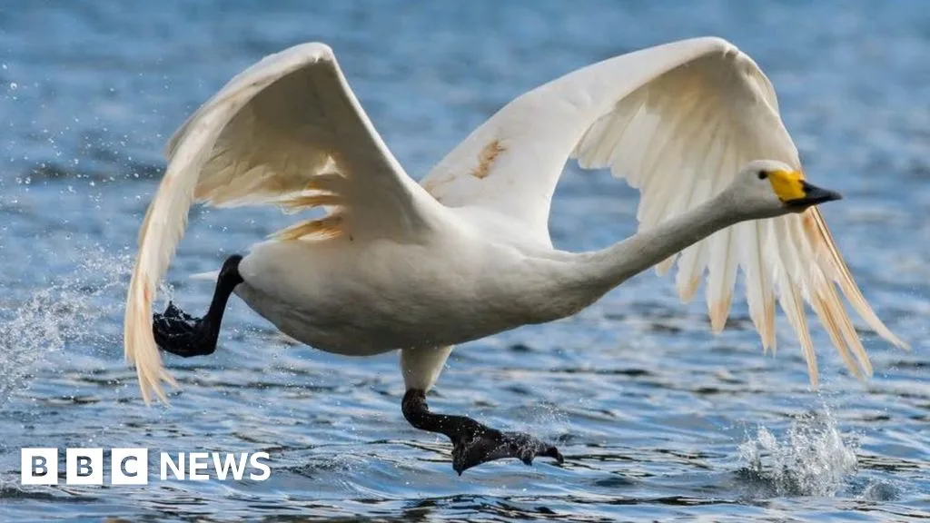 Whooper swan numbers set to double in UK thanks to nature reserves
