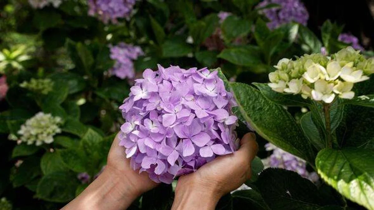 Avoid This Common Pruning Mistake to Protect Your Hydrangeas This Winter