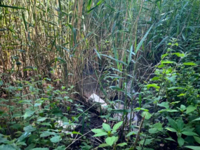 Wirral Stream Investigated for Suspected Pollution by Environment Agency