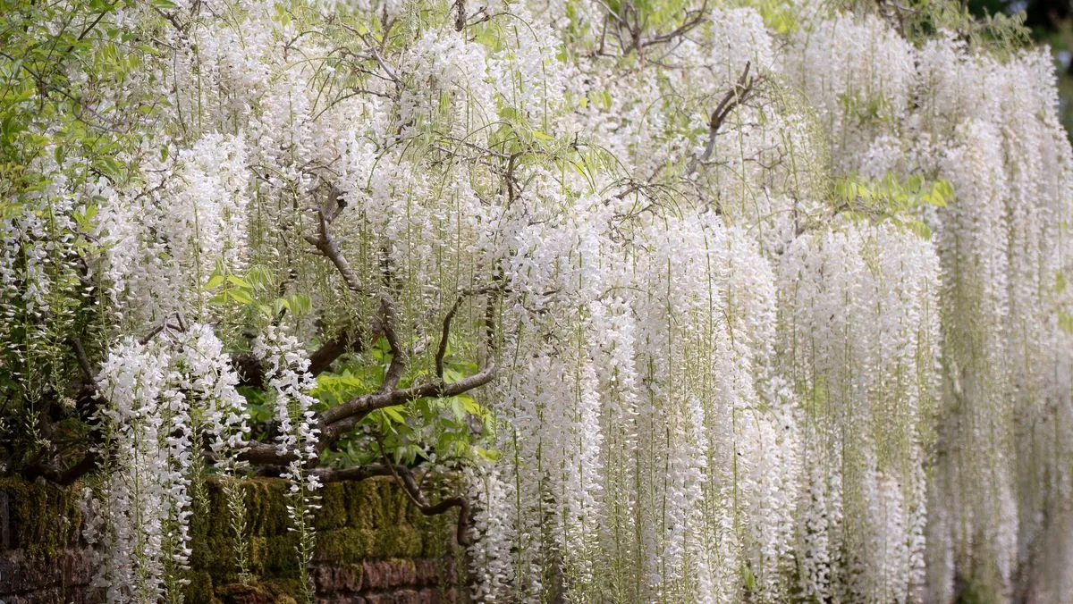 Wisteria Alba Blooms Twice Yearly With Tomato Feed
