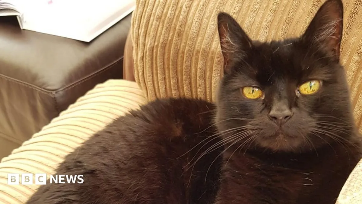 Woman Reunited with Cat Missing for a Decade After Neighbour Took It In