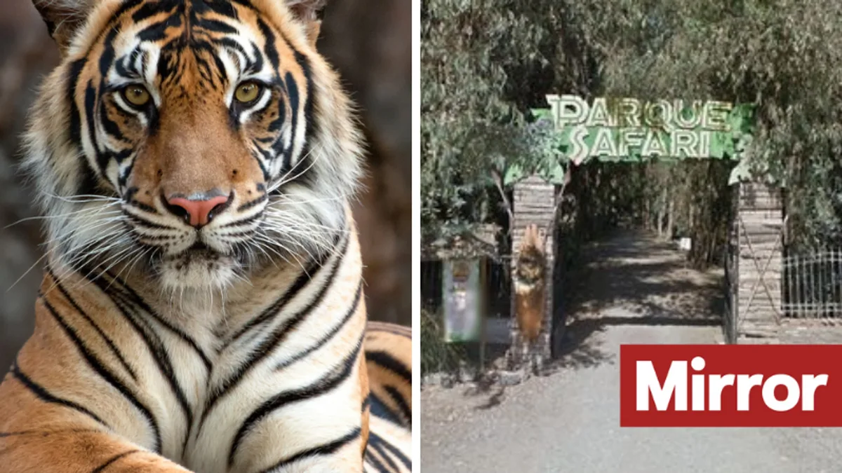Safari Park Worker Killed in Tiger Attack in Chile