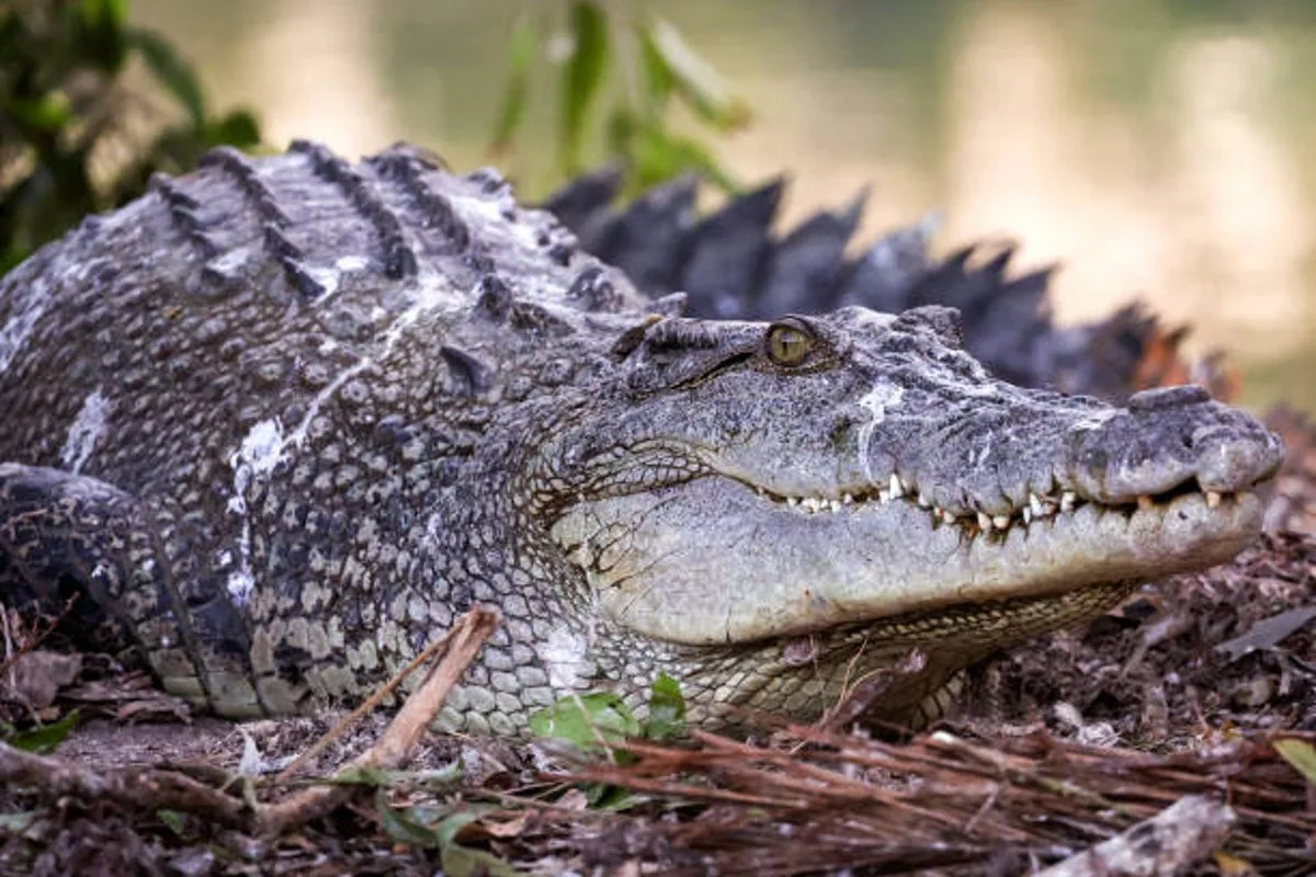 Woman Accidentally Hauls 10ft Crocodile in Fishing Net in Malaysia