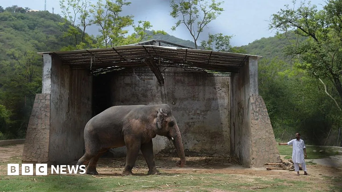 Kaavan, the World's Loneliest Elephant, Dies in Sanctuary